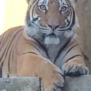 Meet your Posher, Faith